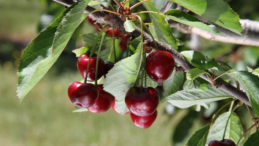 Cherries and leaves on a tree branch.