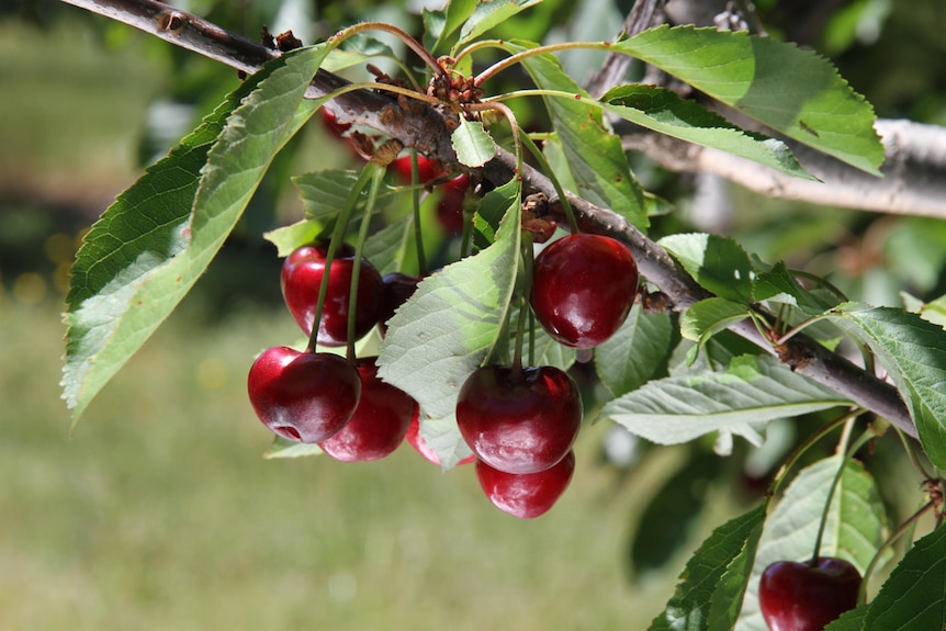 Cherries and leaves on a tree branch.