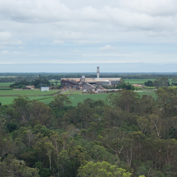 A distant shot of the Bingera sugar mill surrounding by dark green sugar cane and trees