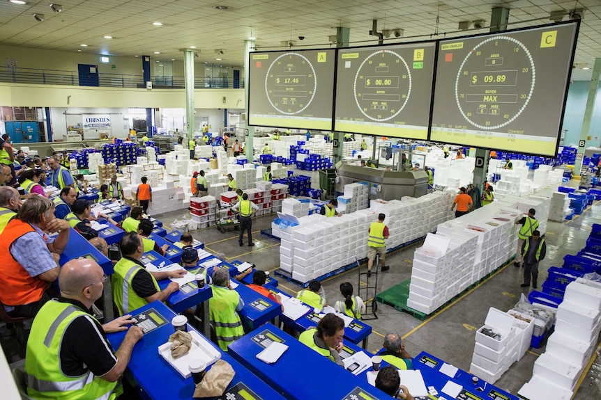 Sydney Fish Market auction floor