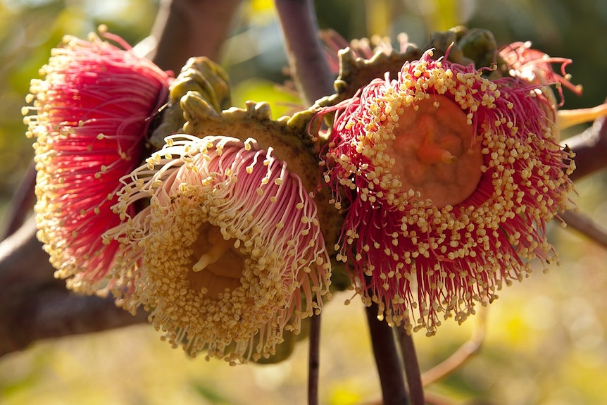 Close up of Eucalyptus youngiana