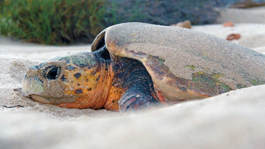 A Loggerhead Turtle lays her eggs on Turtle Bay on Dirk Hartog Island, Shark Bay.