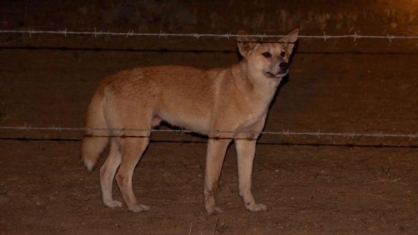 A wild dog stands outside a fence.