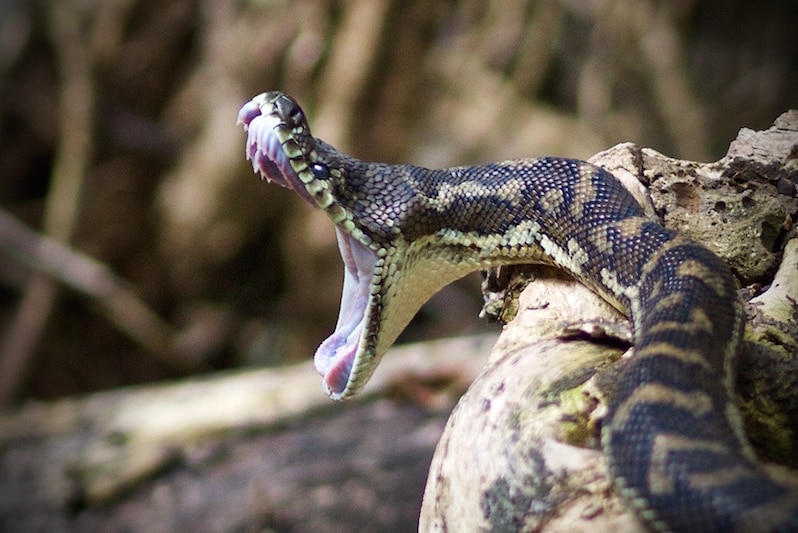 Carpet python opens its mouth wide