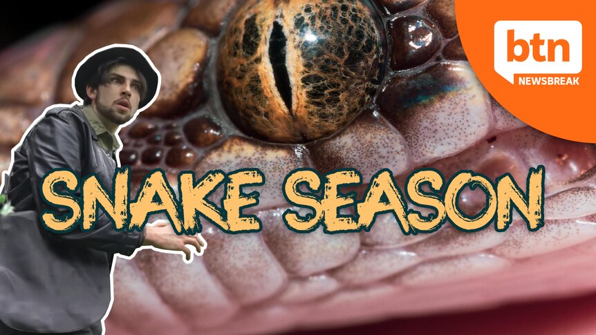 Snake Season - Behind The News