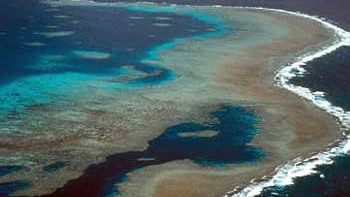 Scientists say they were shocked at the amount of bleaching on the reef.