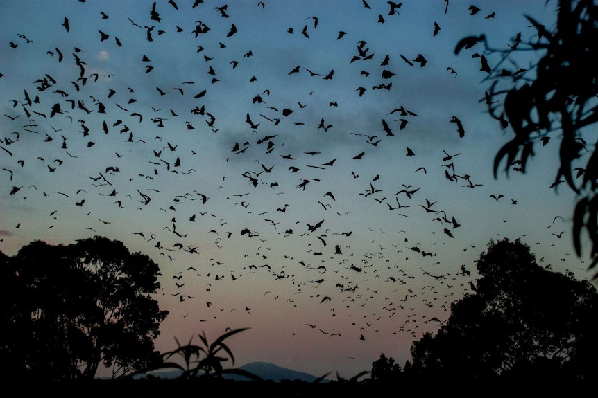 hundreds of bats fill a blue yellow and pink sky