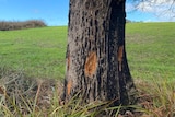 Image of one of the poisoned trees.