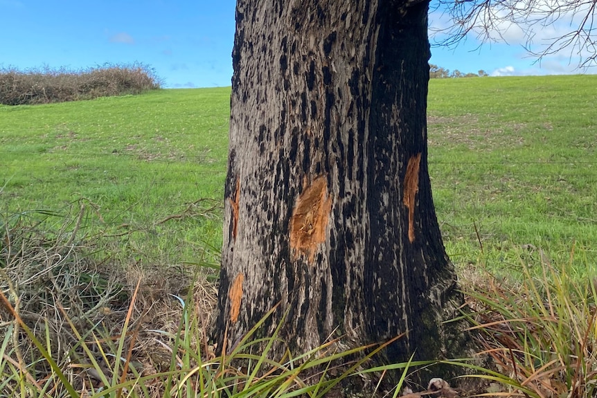 Image of one of the poisoned trees.