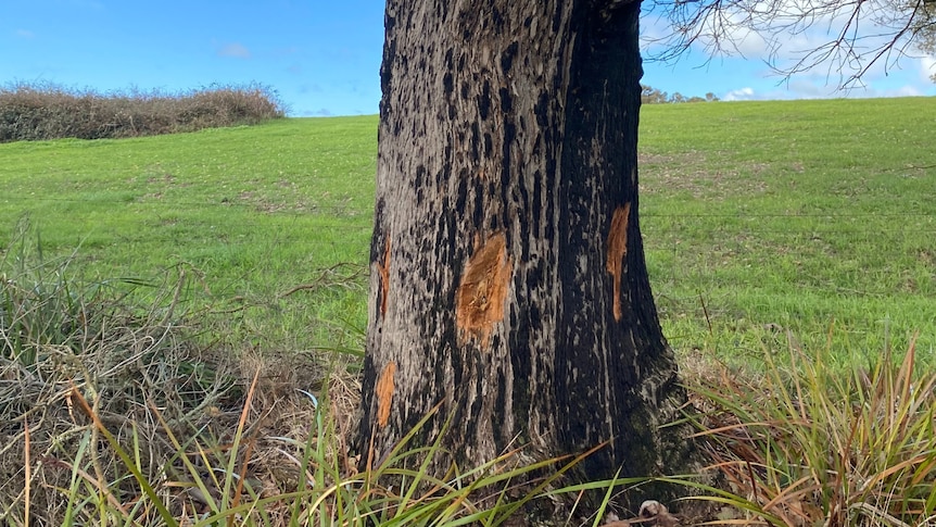 Image of one of the poisoned trees.