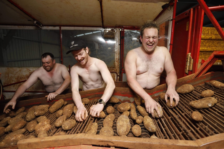 Three naked men laughing and sorting potatoes