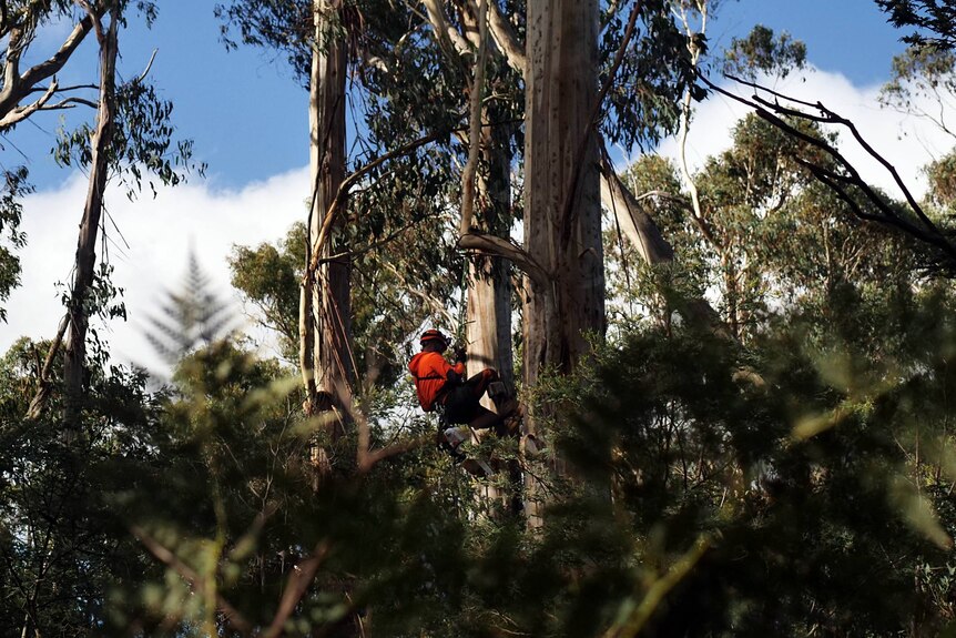 A man climbs down the trunk of a tall ash tree in a ferny forest area. 
