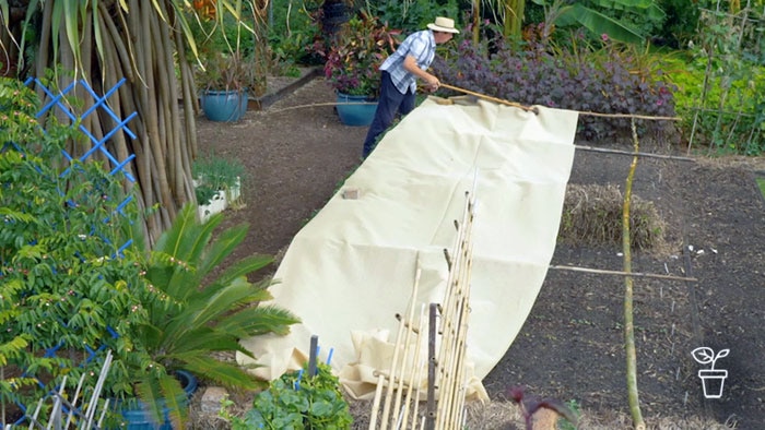 Man placing a cover over a bamboo frame surrounding a vegetable bed in a yard
