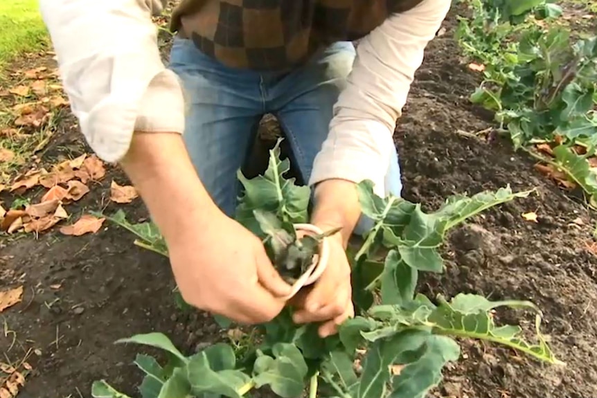 Man kneeling before cauliflower plant hands wrapping leaves around head illustrating our Gardening Australia episode recap.