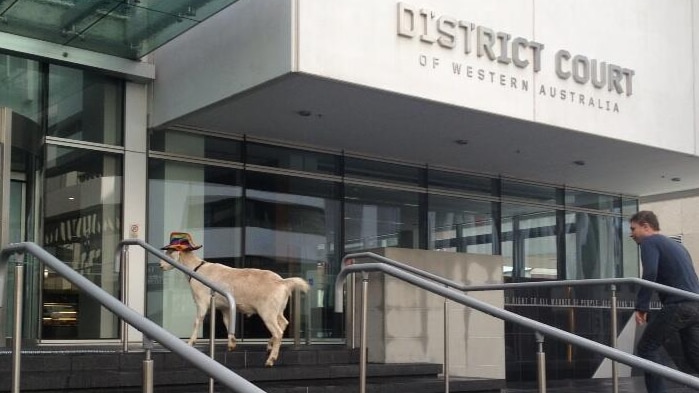 Goat at District Court 16/07/2013