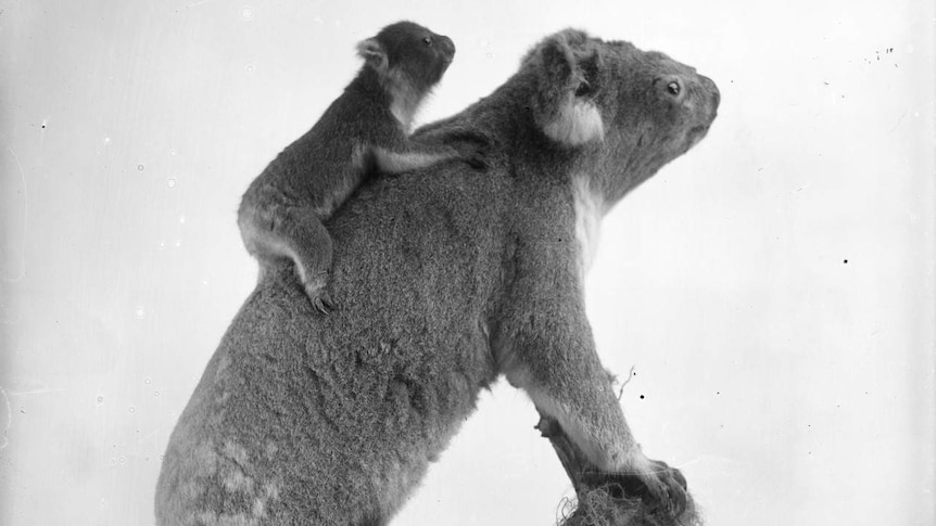 A side-on photograph of a baby koala on the back of its mother
