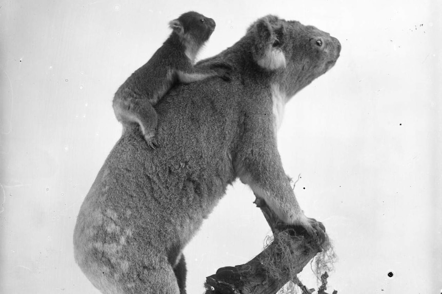 A side-on photograph of a baby koala on the back of its mother