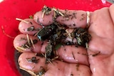 A hand holding dung beetles.