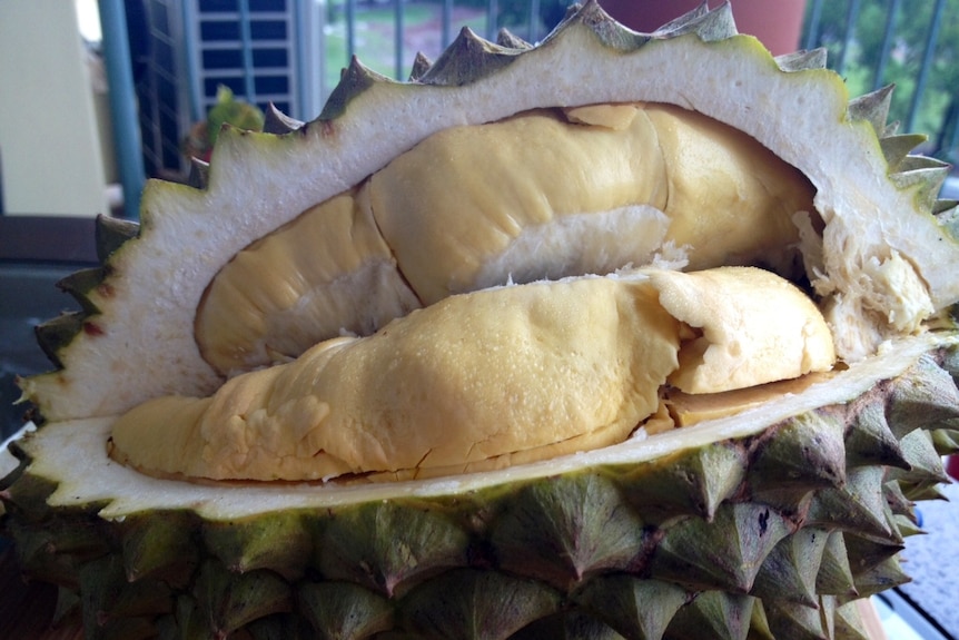 Kaerena bau menyengat, banyak kota di Asia tidak memperbolehkan membawa buah durian.