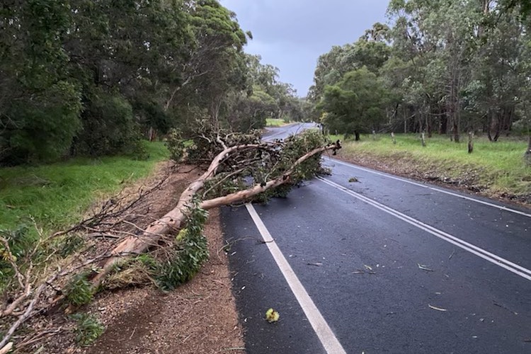 A big tree lies across a country road after being blown down.
