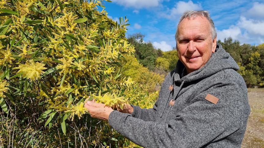An older man stands next to a Sydney golden wattle in bloom with cylindrical yellow flowers.