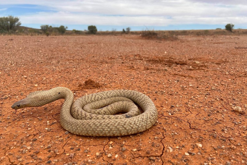 A large brown snake curled up on red desert.