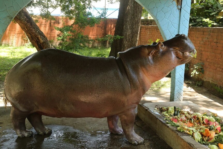 Gustavito the hippo eats his lunch of vegetables from a trough