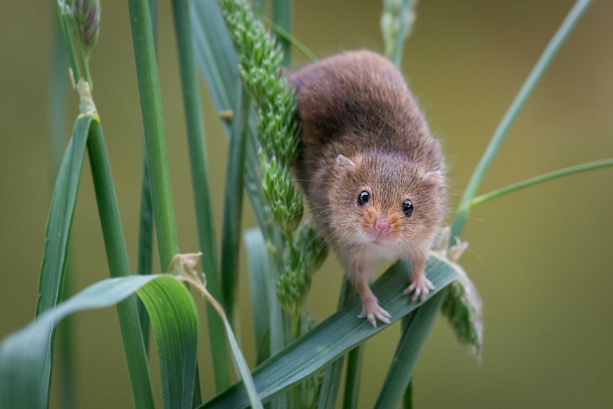 Close-up of a mouse standing on a stem of wheat.