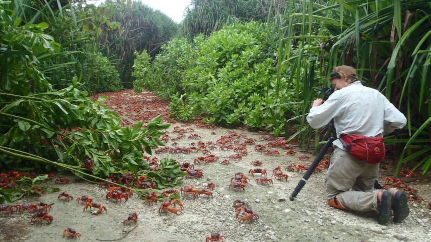 a woman with a camera in the rainforest filming crabs
