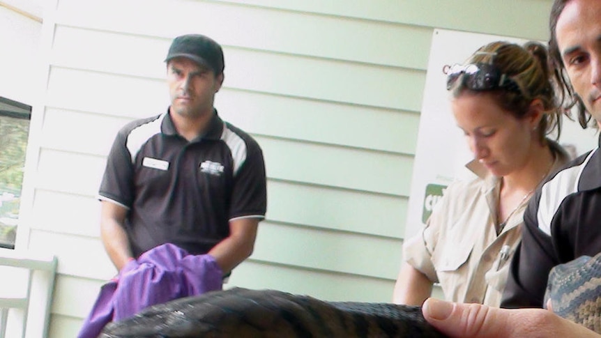 Large python Maximus is held by staff at the Currumbin Wildlife Sanctuary