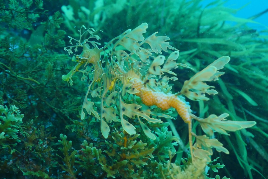 A leafy sea dragon, lying in the seagrass under water.