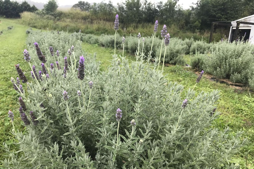 A row of lavendeer.