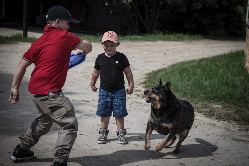 two boys playing catch with a dog