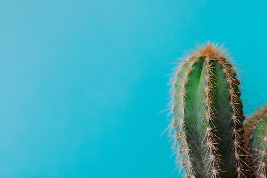 Close up of spiky cactus in front of a bright blue background, representing a confrontational and grump work colleague.