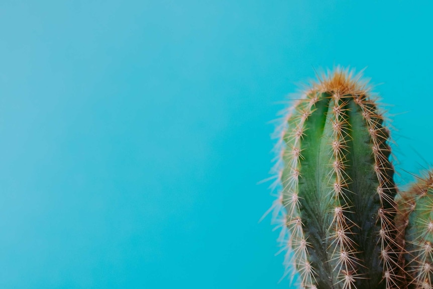 Close up of spiky cactus in front of a bright blue background, representing a confrontational and grump work colleague.