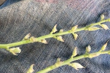 Lupin pods eaten by mice. 