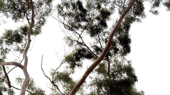 Eucalyptus tree