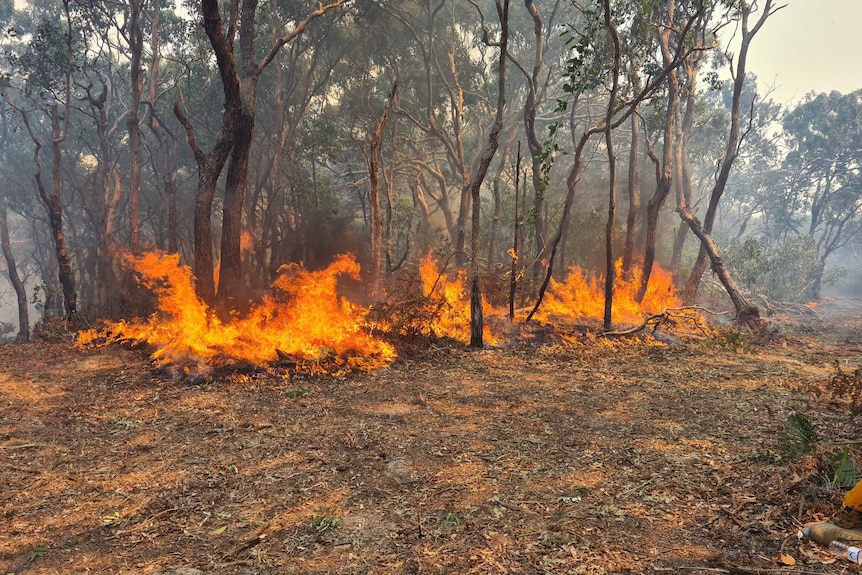 Flames burning around trees.