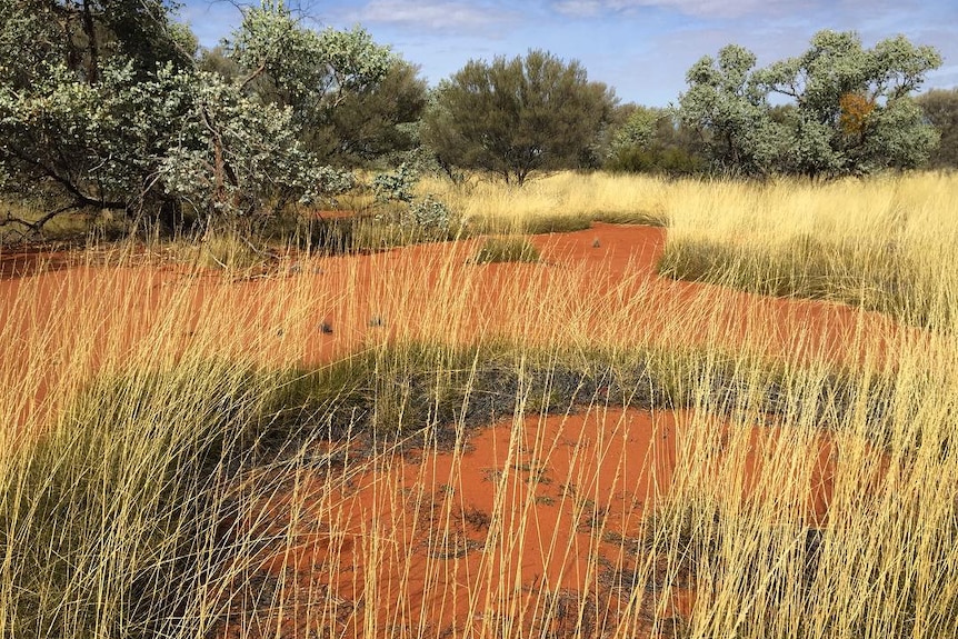 A large ring of spinifex grass 
