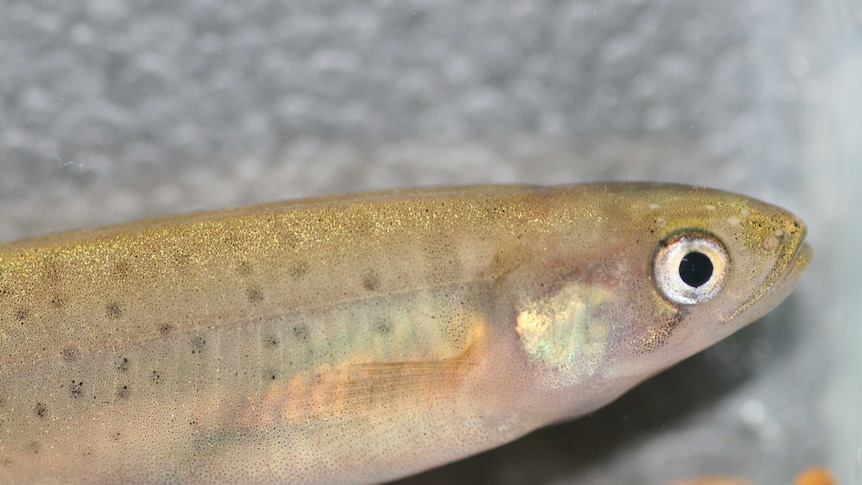 An adult western trout minnow close up.