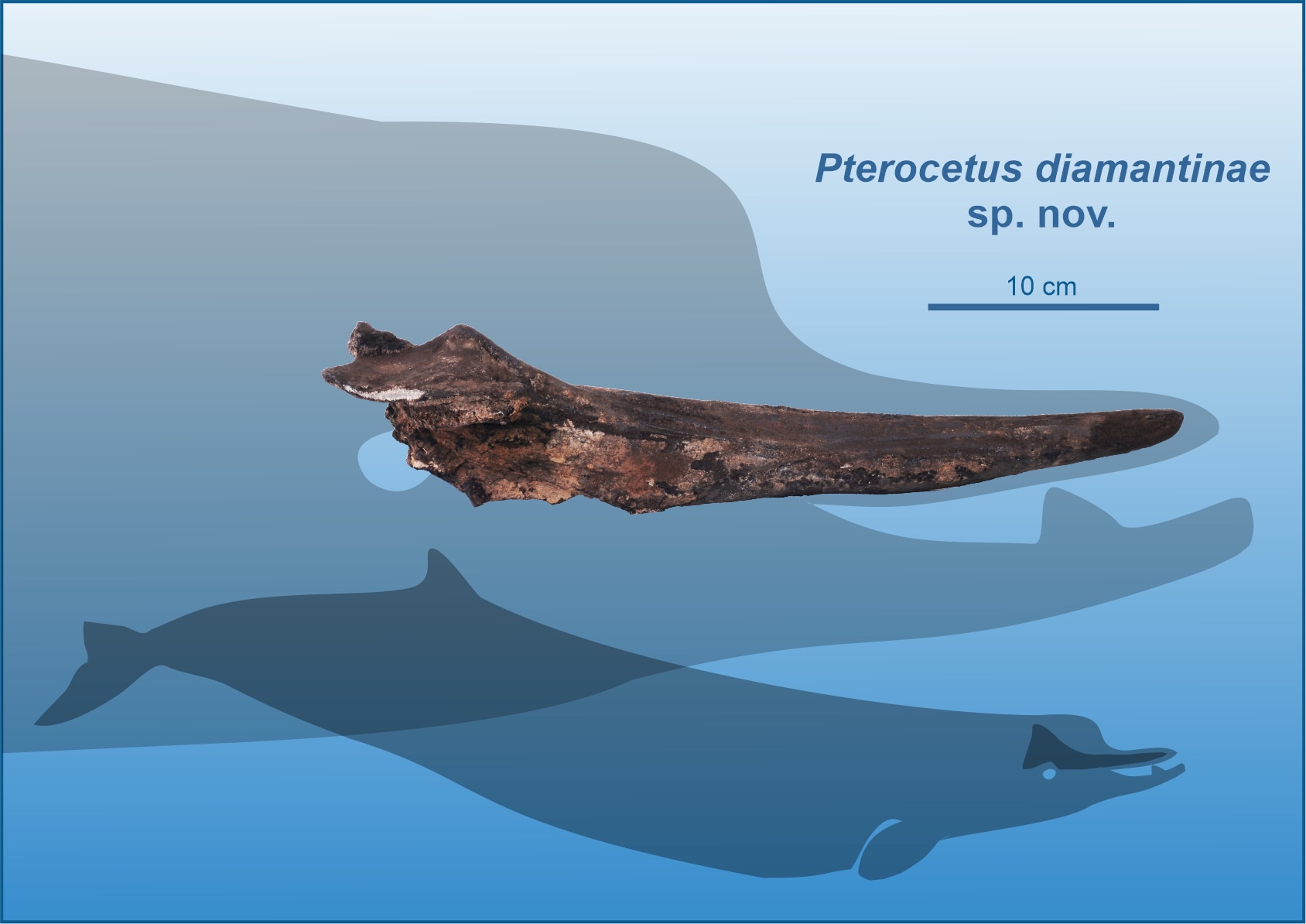 A long sharp bone shown in a blown up outline of a beaked-whale head and a smaller full body silhouette.