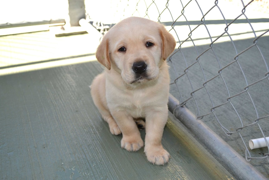 A guide dog puppy