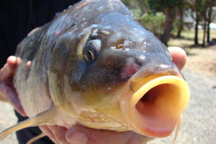A carp out of water with its mouth open.
