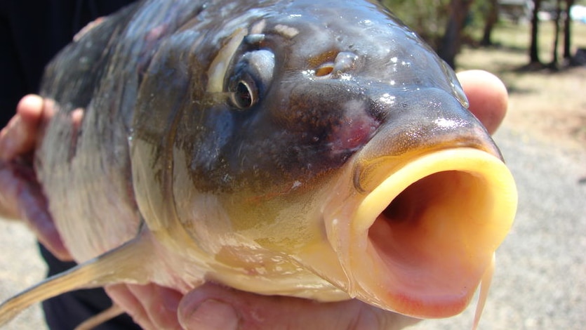 Carp Tasmania