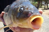 Close up on a live carp fish being held in a man's hands.
