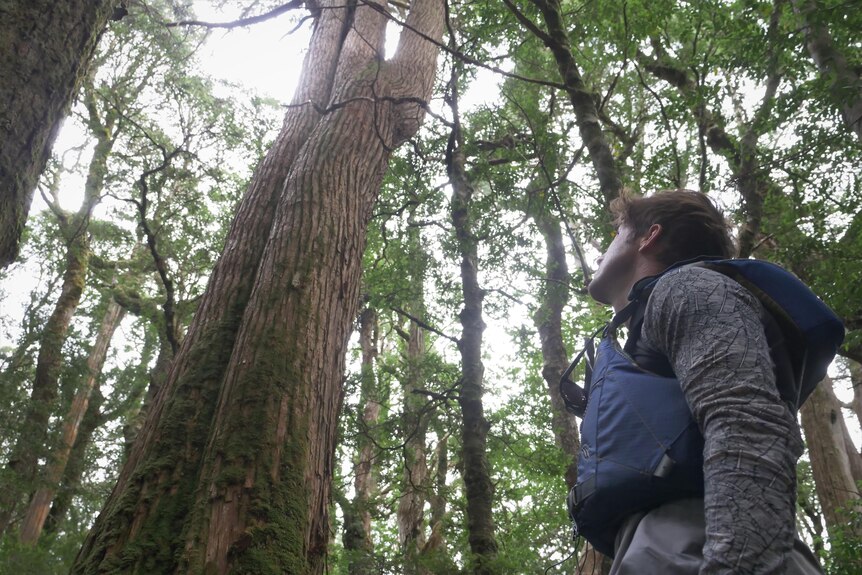 A man in a life vest looking towards the top of a tree in a forest.