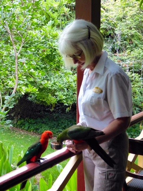 An older woman feeds rainbow lorikeets on her deck amongst the bush.