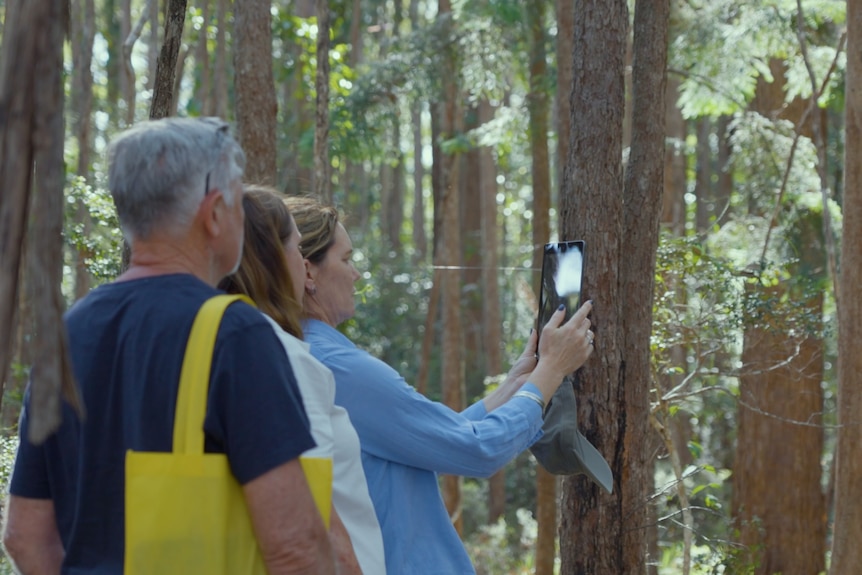 Three people standing in a forest. One woman uses her phone to photograph the trees