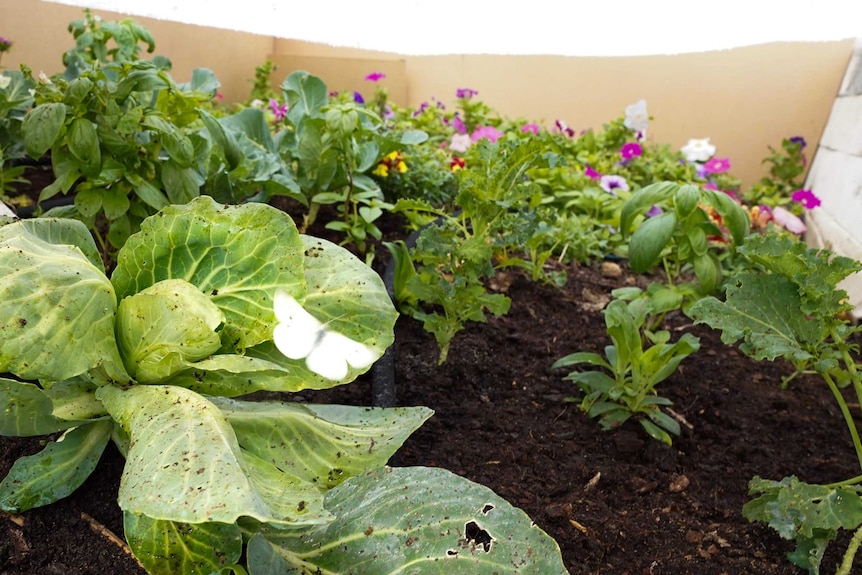 A butterfly hovers over a bunch of lettuce in Sascha Hanel's large garden.