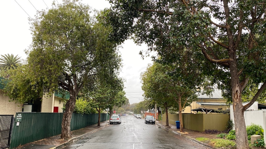 A street wet from rain with trees